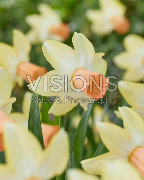 Narcis Carice Narcis Carice