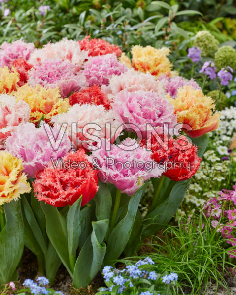 Tulipa Aussie Mix Tulipa Aussie Mix