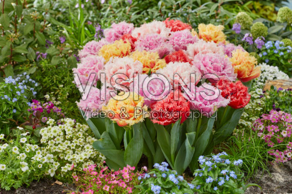 Tulipa Aussie Mix