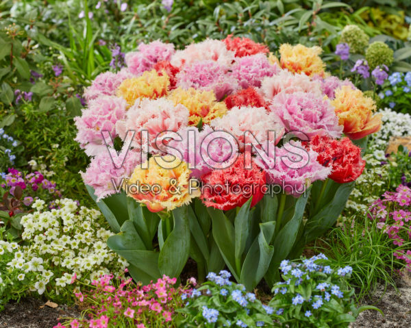 Tulipa Aussie Mix Tulipa Aussie Mix