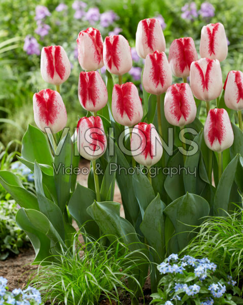 Tulipa French Kiss Tulipa French Kiss
