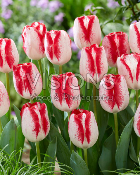 Tulipa French Kiss Tulipa French Kiss