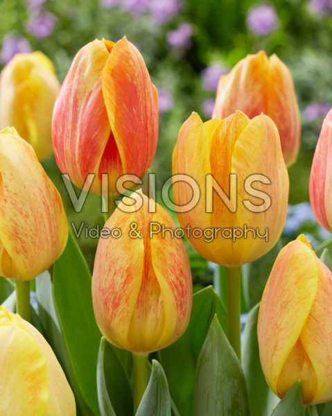 Tulipa Paintbrush Tulipa Paintbrush