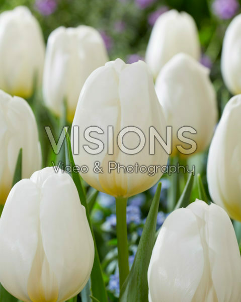 Tulipa Don White Tulipa Don White