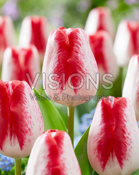 Tulipa French Kiss