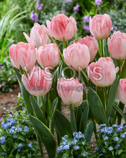 Tulipa Foxtrot Design