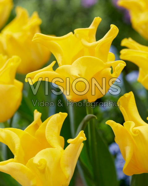 Tulipa King's Crown