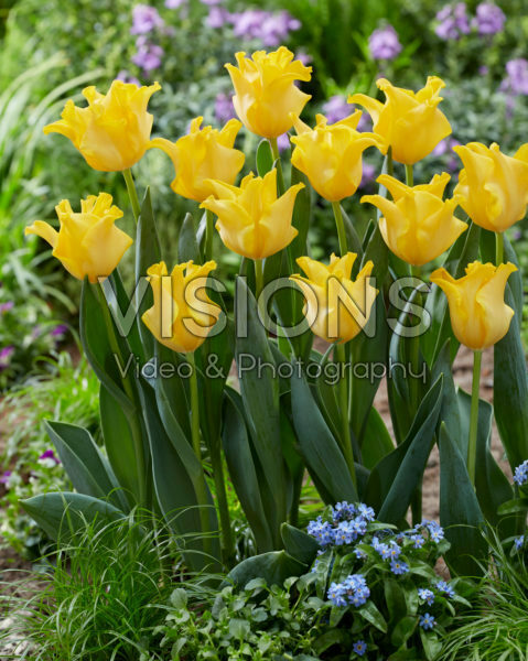 Tulipa King's Crown Tulipa King's Crown