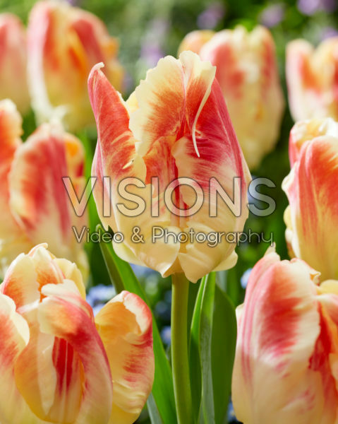Tulipa Blushing Parrot Tulipa Blushing Parrot