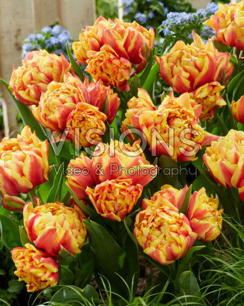 Tulipa Spain Tulipa Spain