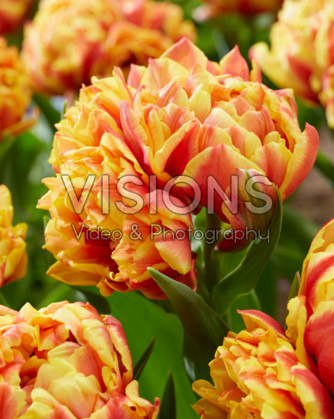 Tulipa Spain