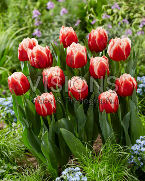 Tulipa Everton Tulipa Everton