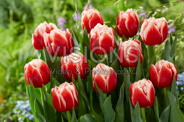 Tulipa Everton Tulipa Everton