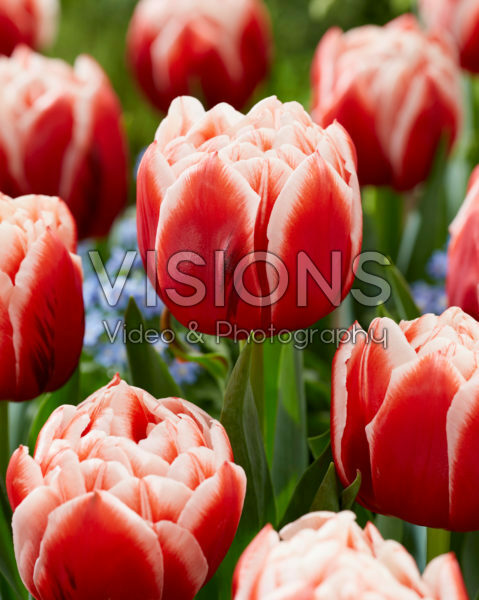 Tulipa Everton