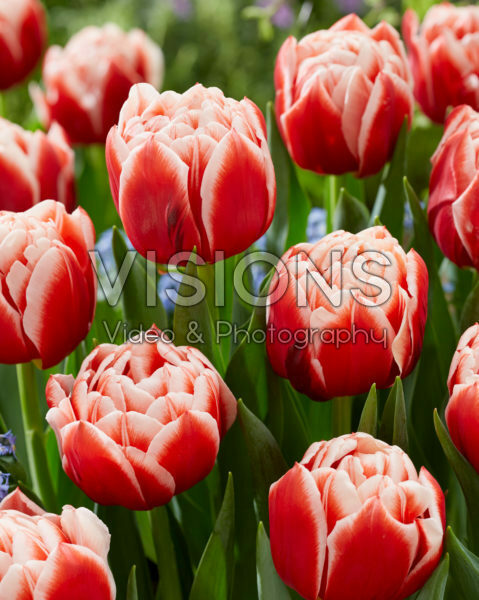 Tulipa Everton Tulipa Everton