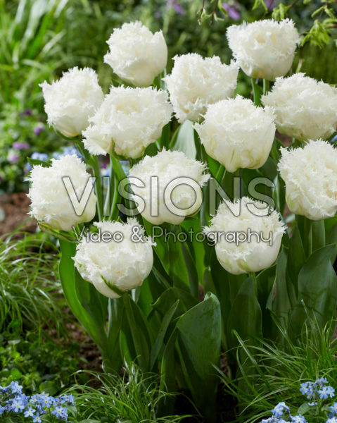 Tulipa fringed white Tulipa fringed white