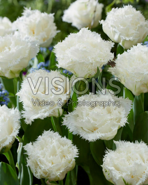 Tulipa gefranjerd wit Tulipa gefranjerd wit