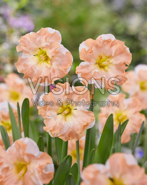 Narcissus Irena’s Choice