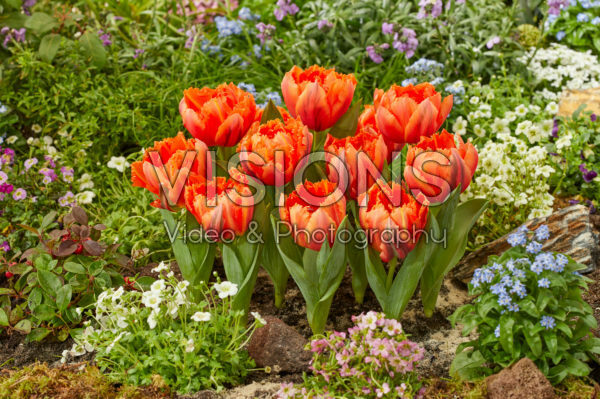 Tulipa Royal Centennial Tulipa Royal Centennial