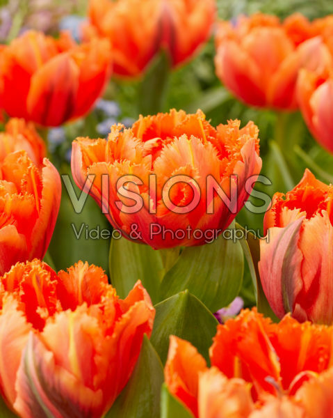 Tulipa Royal Centennial Tulipa Royal Centennial