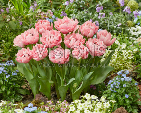 Tulipa Sugar Crystal Tulipa Sugar Crystal