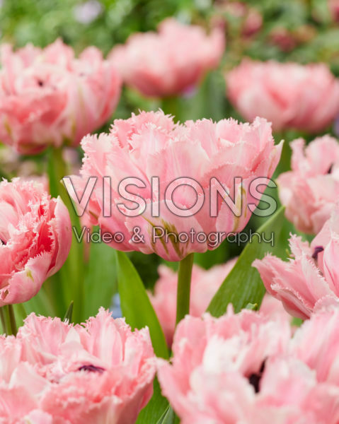 Tulipa Sugar Crystal