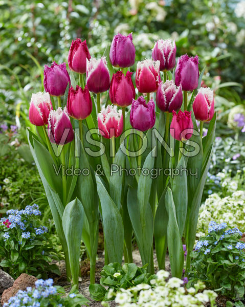Tulipa mix San Tulipa mix San