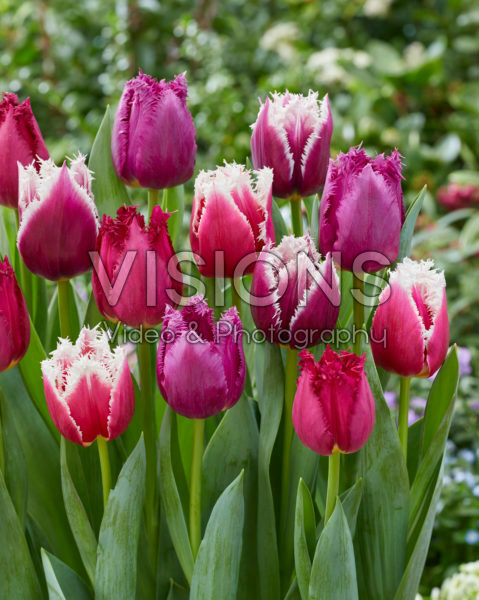 Tulipa mix San