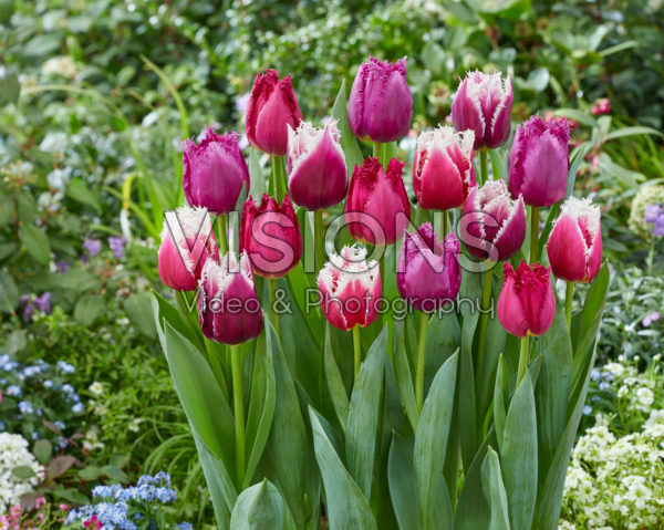 Tulipa mix San