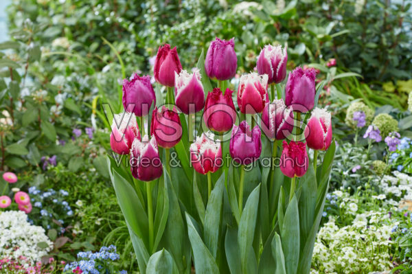 Tulipa mix San Tulipa mix San
