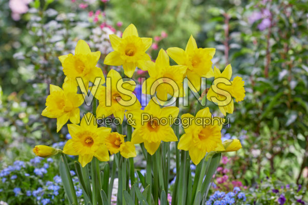 Narcissus Golden Bay Narcissus Golden Bay