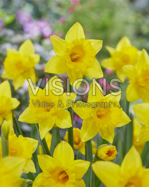 Narcissus Golden Bay Narcissus Golden Bay