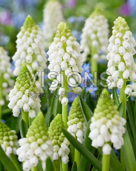 Muscari Snowwhite Muscari Snowwhite