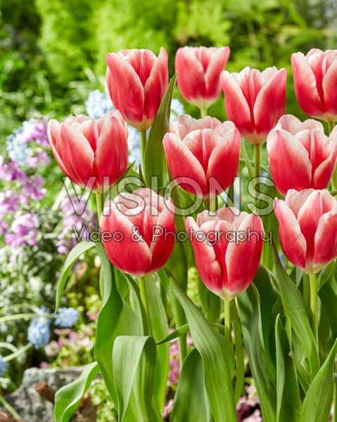 Tulipa His Love Tulipa His Love