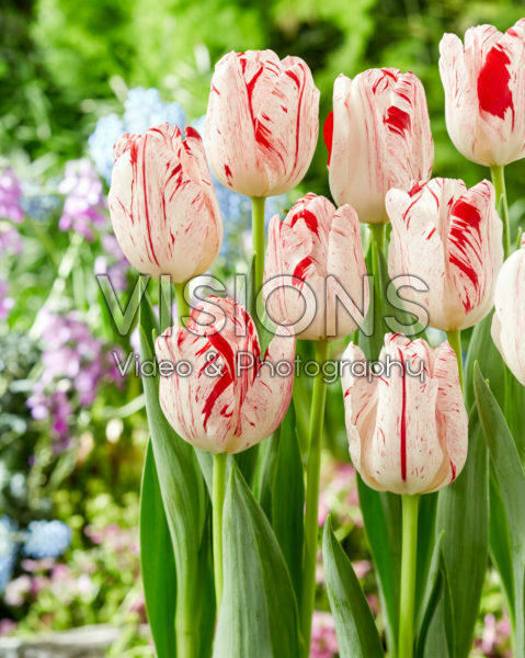 Tulipa Merel Delight