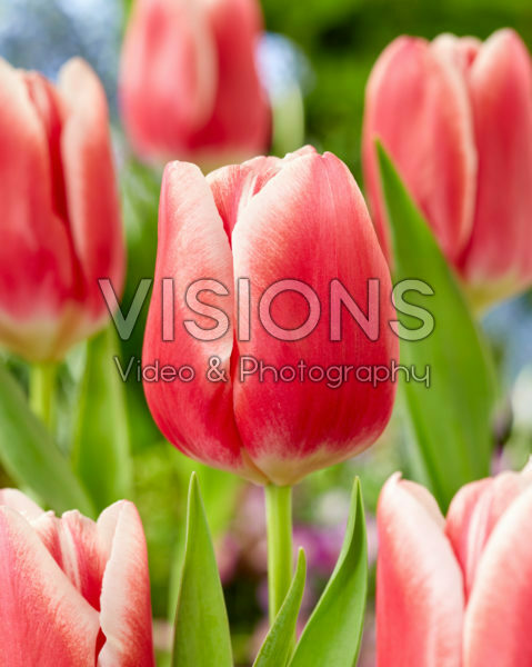 Tulipa His Love Tulipa His Love