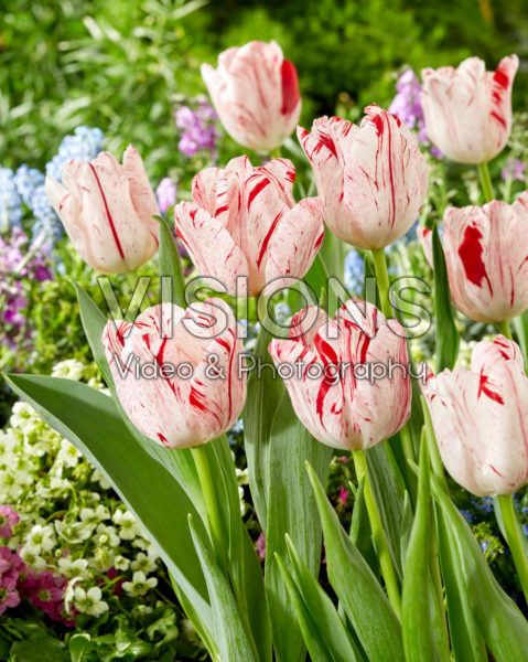 Tulipa Merel Delight Tulipa Merel Delight