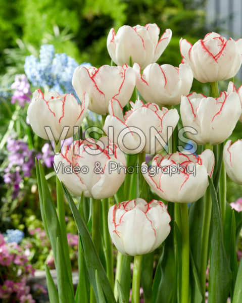 Tulipa Wild Romance Tulipa Wild Romance