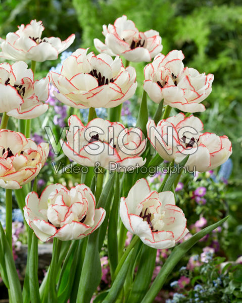 Tulipa Wild Romance Tulipa Wild Romance