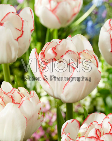 Tulipa Wild Romance Tulipa Wild Romance
