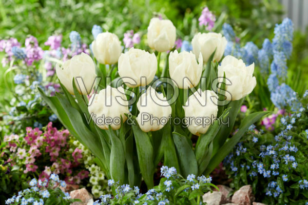 Tulipa Snow Tears Tulipa Snow Tears