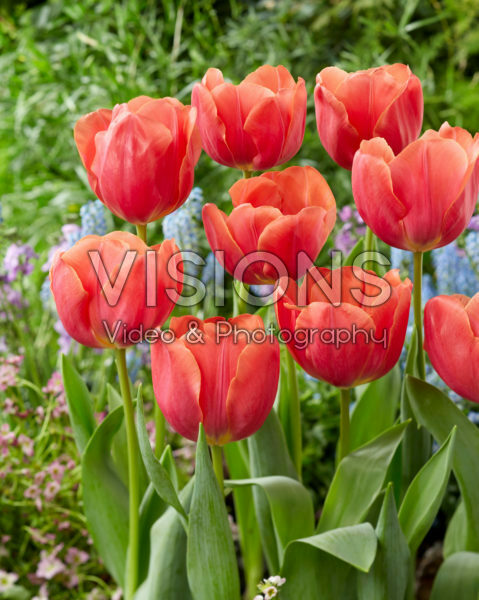 Tulipa Caro