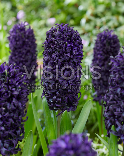 Hyacinthus Midnight Mystique Hyacinthus Midnight Mystique