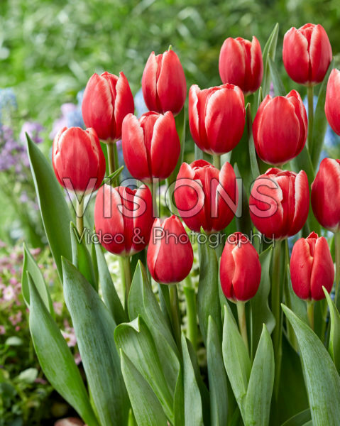 Tulipa Kung-Fu Tulipa Kung-Fu