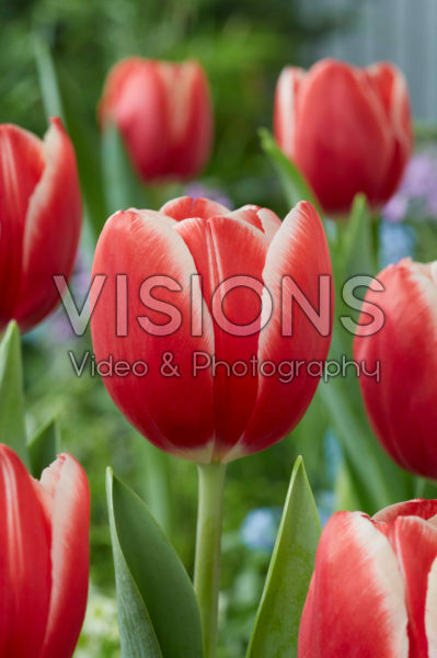 Tulipa Kung-Fu Tulipa Kung-Fu