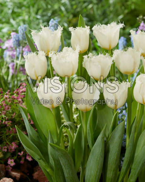 Tulipa White Shark Tulipa White Shark
