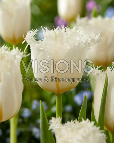 Tulipa White Shark Tulipa White Shark