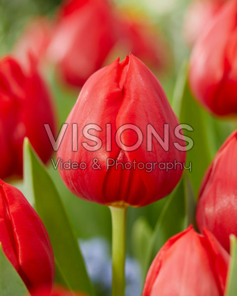Tulipa Hotspot Tulipa Hotspot