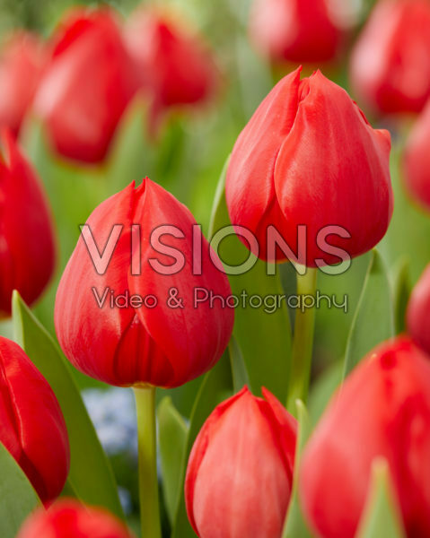 Tulipa Hotspot Tulipa Hotspot
