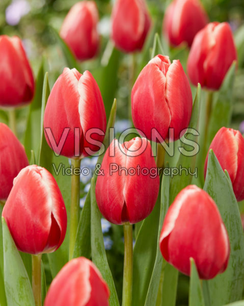 Tulipa Kung-Fu